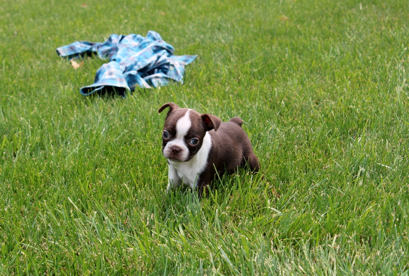 puppy, for, sale, Bernedoodle F2, Matthew B. Stoltzfus, dog, breeder, Gap, PA, dog-breeder, puppy-for-sale, forsale, nearby, find, puppyfind, locator, puppylocator, aca